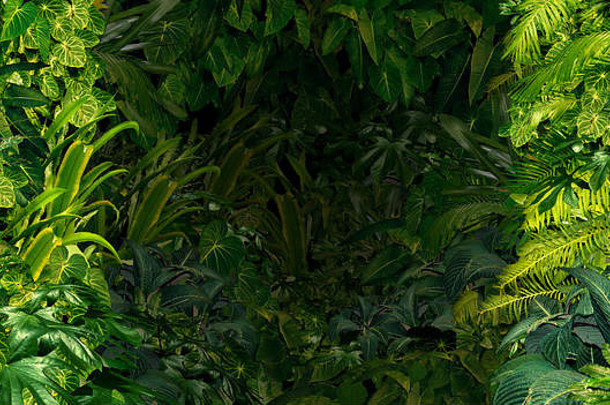 热带丛林背景丰富的绿色热带雨林植物蕨类植物棕榈树叶子发现南部热气候南美国夏威夷