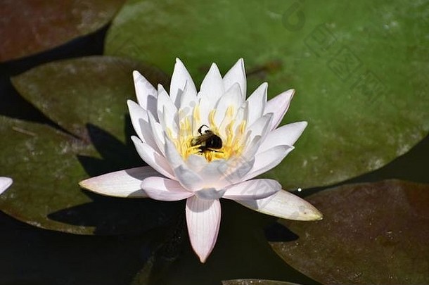 白色<strong>莲花</strong>莉莉花孤立的蜜蜂内部收集花蜜蜂蜜授粉