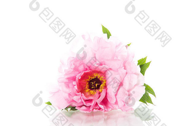 粉红色的牡丹花芍药属suffruticosa孤立的白色