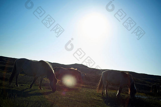 野生马放牧提起沙丘热夏天阳光