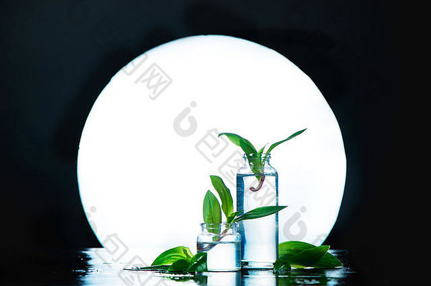 植物安排透明的玻璃花瓶完整的月亮优雅的生活概念复制空间