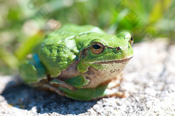 绿色青蛙草背景