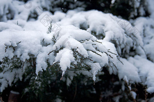 冷杉分支机构覆盖厚层<strong>白色</strong>雪蓝色的天空冬天模式纹理松柏科的树
