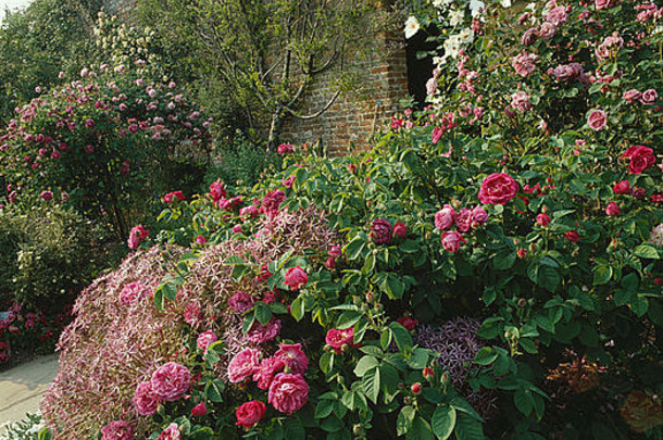 粉红色的玫瑰葱属植物夏天边境围墙国家花园