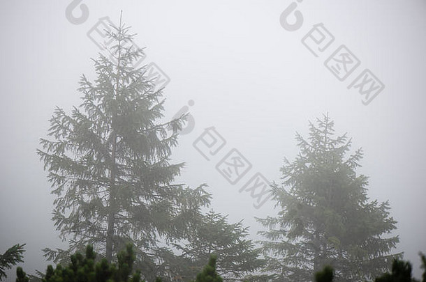 全景视图有雾的森林地平线