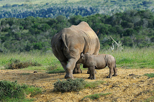 白色犀牛钇模拟小腿妈妈。乳臭未干的小子小腿东部角南非洲