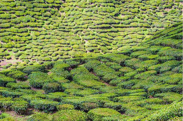 风景优美的茶种植园卡梅隆高地马来西亚