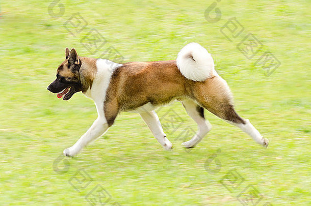 配置文件视图紫貂白色棕色（的）门美国秋田犬狗运行草独特的豪华的尾巴