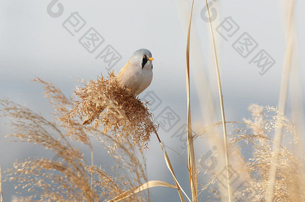 有胡子的乳头鸟北京婉平湖公园