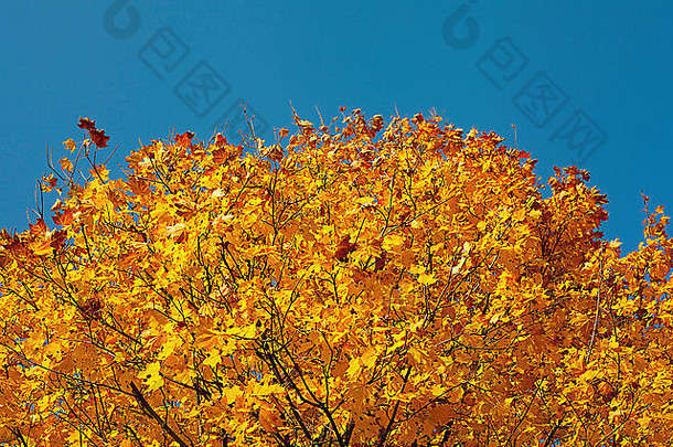 秋天森林黄色的枫木叶树