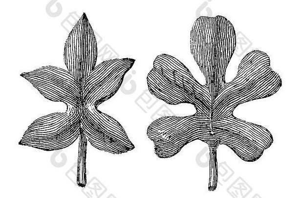 维多利亚时代雕刻叶子数字恢复图像mid-th世纪百科全书