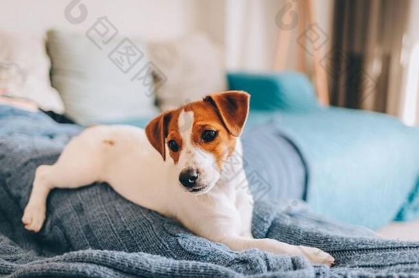 可爱的小狗杰克罗素梗铺设蓝色的毯子肖像狗