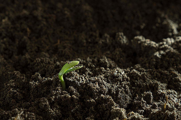 小豆幼苗日益增长的地球