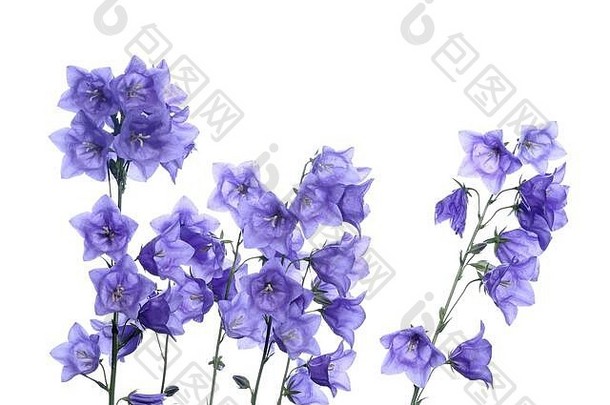 茎蓝色的开花campanjula媒介拍摄纯白色背景