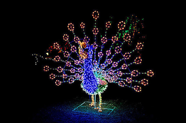 点燃圣诞节孔雀显示充满活力的颜色美丽的细节字符串点燃灯泡