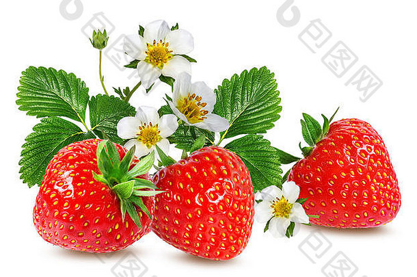 草莓草莓花孤立的白色背景