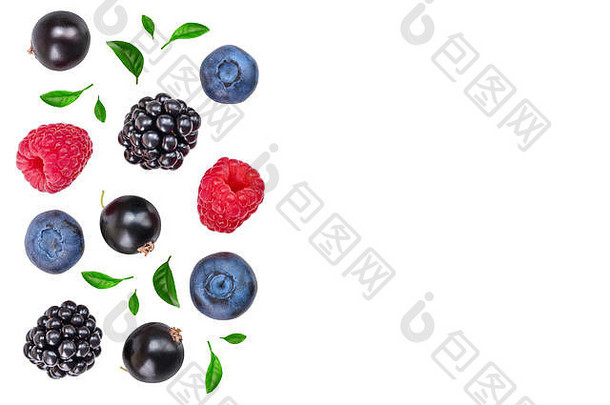 黑莓蓝莓树莓黑色的醋栗孤立的白色背景复制空间文本前视图平躺模式