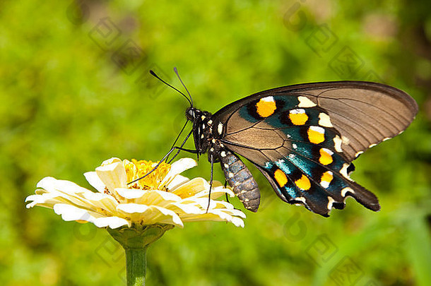 绿色燕尾服蝴蝶喂养苍白的黄色的Zinnia绿色夏天背景