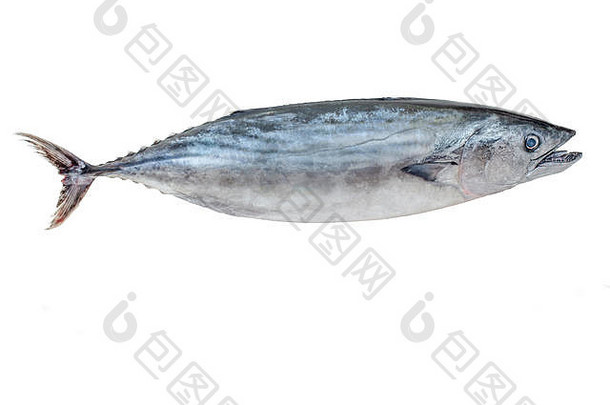 大西洋漂亮的萨尔达萨尔达大mackerel-like鱼家庭鲭科白色背景