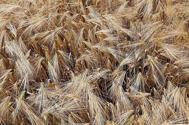 背景成熟的耳朵小麦成熟小麦场
