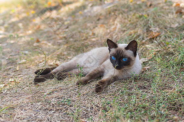<strong>优雅</strong>的暹罗猫蓝色的眼睛说谎地球温暖的秋天的一天