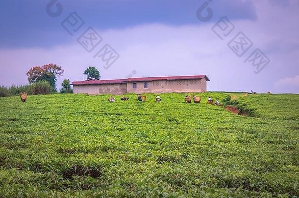 视图工人收获<strong>茶山</strong>茶花中国种植园rweteera堡门户网站乌干达非洲