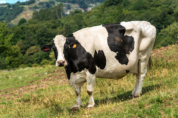 好奇的乳制品牛白色黑色的小母牛相机绿色牧场山意大利阿尔卑斯山脉欧洲