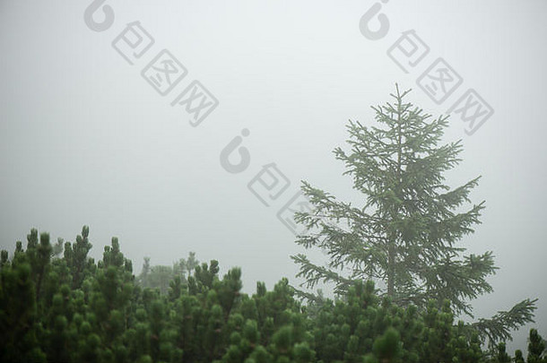 全景视图有雾的森林地平线