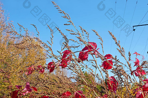 明亮的红色的藤本植物叶子干草电线行可爱的秋天万里无云的一天