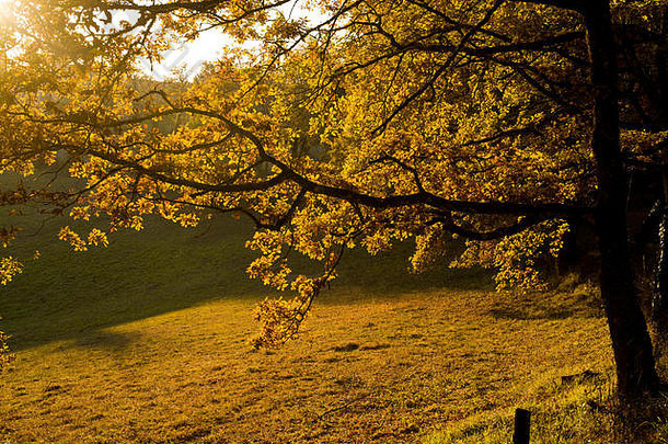 阳光树哈姆雷特武术联合项目尖加隆奥克西塔尼法国欧洲秋天