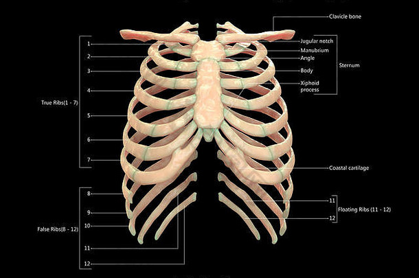 人类骨架系统肋骨笼子里标签设计前视图解剖学