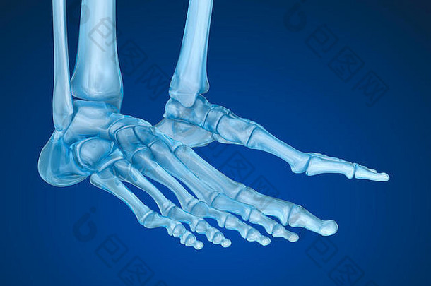 人类骨架骨骼脚医学上准确的插图