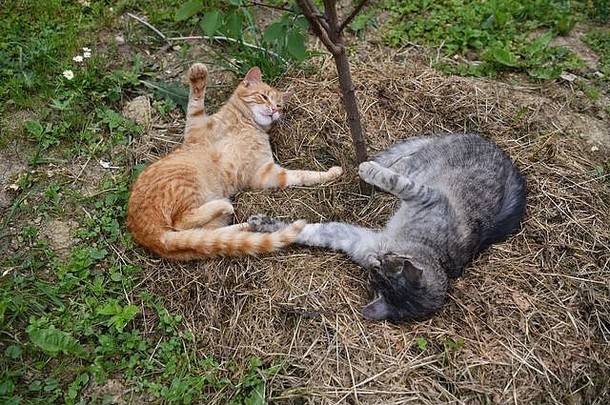 红色的灰色的国内猫说谎草坚持爪子锋利的爪