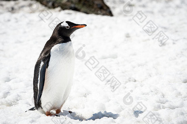Gentoo企鹅Pygoscelis巴布<strong>亚南极</strong>洲