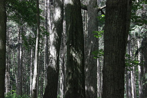 厚深绿色夏天森林很多树