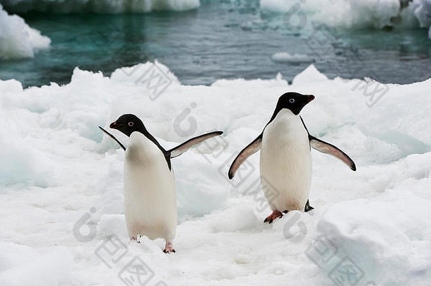 阿德利企鹅Pygoscelis阿德利亚冰架子上棕色（的）虚张声势半岛<strong>南极</strong>洲