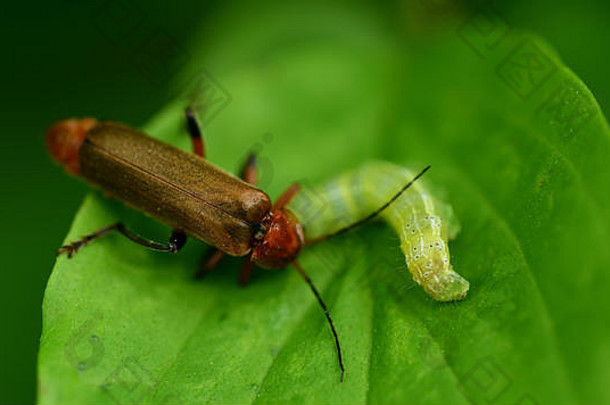 特写镜头棕色（的）甲虫吃绿色毛毛虫