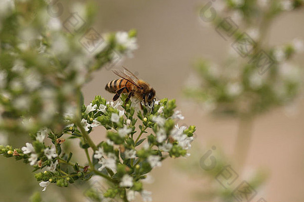 蜜蜂蜂蜜昆虫喂养牛至花
