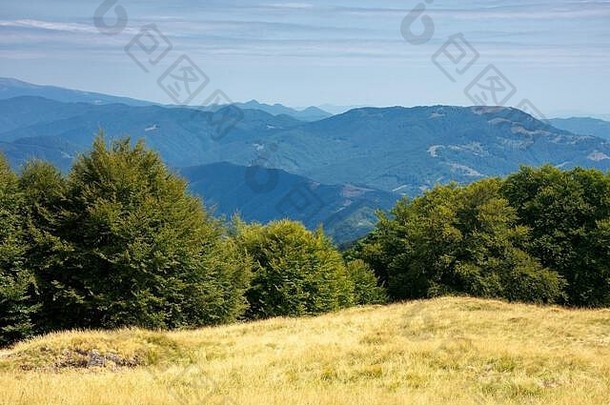原始山毛榉森林山草地美丽的景观夏天草树山美经喀尔巴阡山脉自然