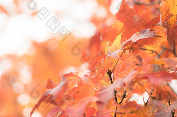 软焦点模糊的视图枫木树叶子把黄金红色的秋天季节改变