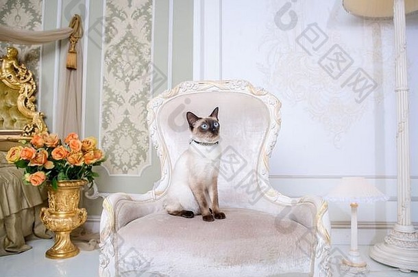 可爱的深浅不一的猫湄公河短尾猫品种摆姿势昂贵的古董椅子室内普罗旺斯猫项链脖子