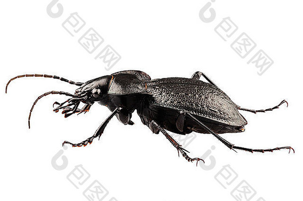 甲虫物种卡拉布斯coriaceus