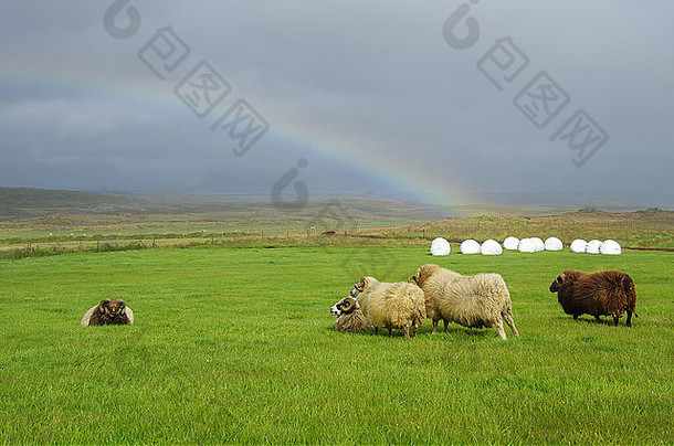 sheeps强大的风彩虹高地冰岛