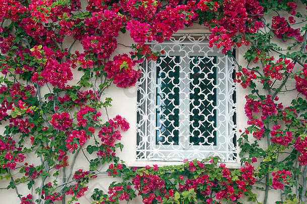 美丽的禁止窗口包围红色的bouganvilla攀爬花