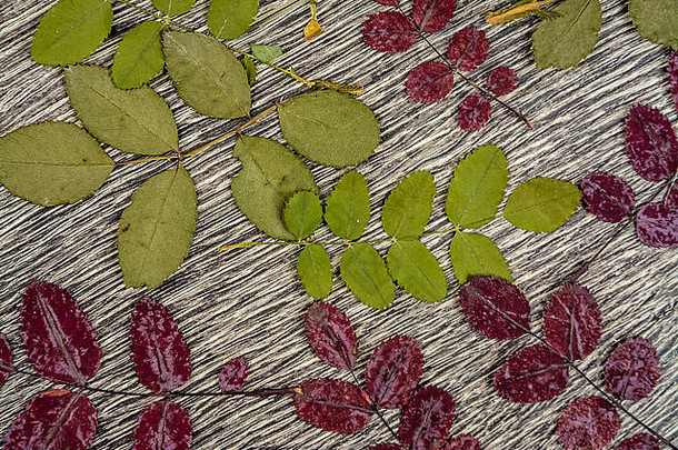 秋天的背景纹理照片叶子木