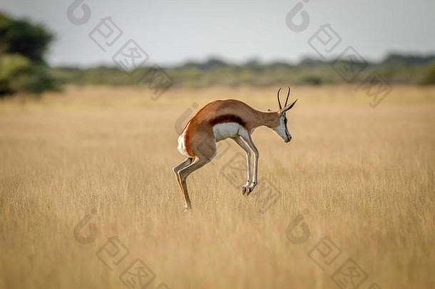 跳羚展示草中央喀拉哈里沙漠博茨瓦纳