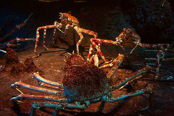 新加坡南东亚洲水世界大水下阿拉斯加王螃蟹