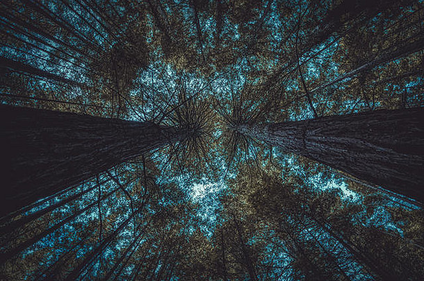垂直树树干森林蓝色的天空几乎没有可见高树绿色树叶