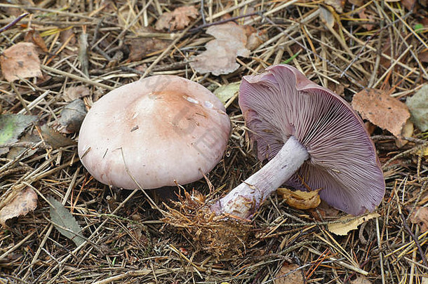 莱皮斯塔nuda木blewit野生蘑菇芬兰