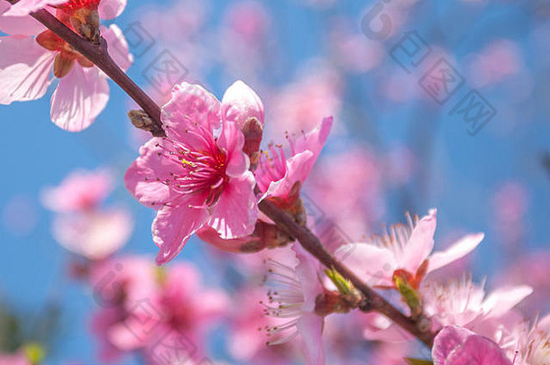 甜蜜的桃子花朵早期春天蜜蜂食物